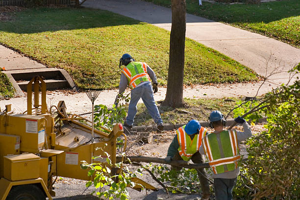 Reliable Phillipsburg, NJ Tree Removal and Landscaping Services Solutions